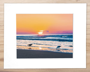 Seagulls in the Ocean Sunrise - Matted 11x14" Art Print