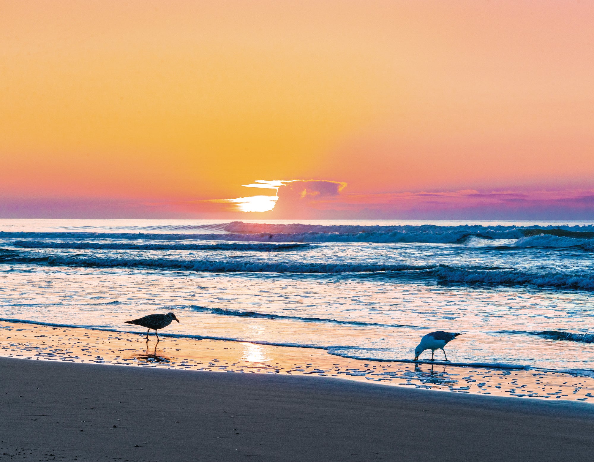 Seagulls in the Ocean Sunrise - Matted 11x14