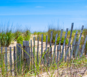 The Walk to the Beach - Matted 11x14" Art Print