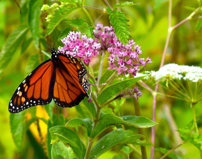 Cape May Monarchs - Matted 11x14