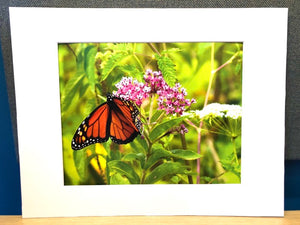 Cape May Monarchs - Matted 11x14" Art Print