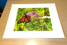Load image into Gallery viewer, Cape May Monarchs - Matted 11x14&quot; Art Print